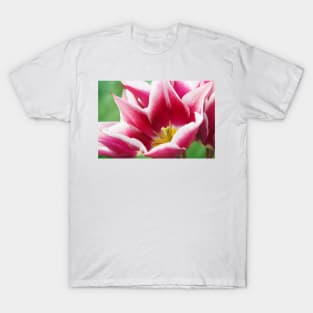Tulipa  'Ballade'  AGM  Tulip  Lily-flowered Group  April T-Shirt